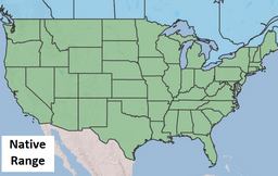 Placeholder Picture